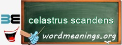WordMeaning blackboard for celastrus scandens